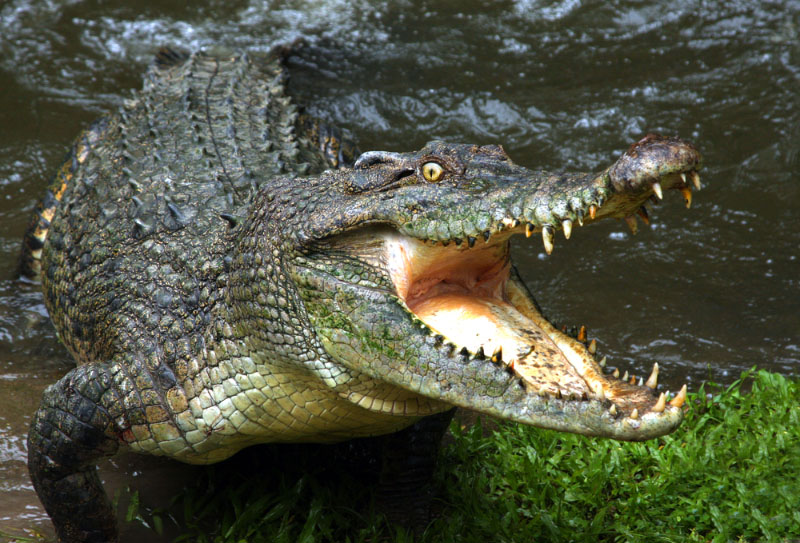 Mơ thấy cá sấu nên đánh các lô đề con gì để trúng lớn